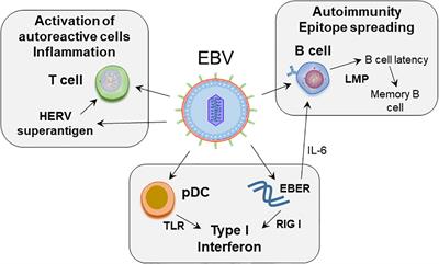 Epstein Barr Virus and Autoimmune Responses in Systemic Lupus Erythematosus